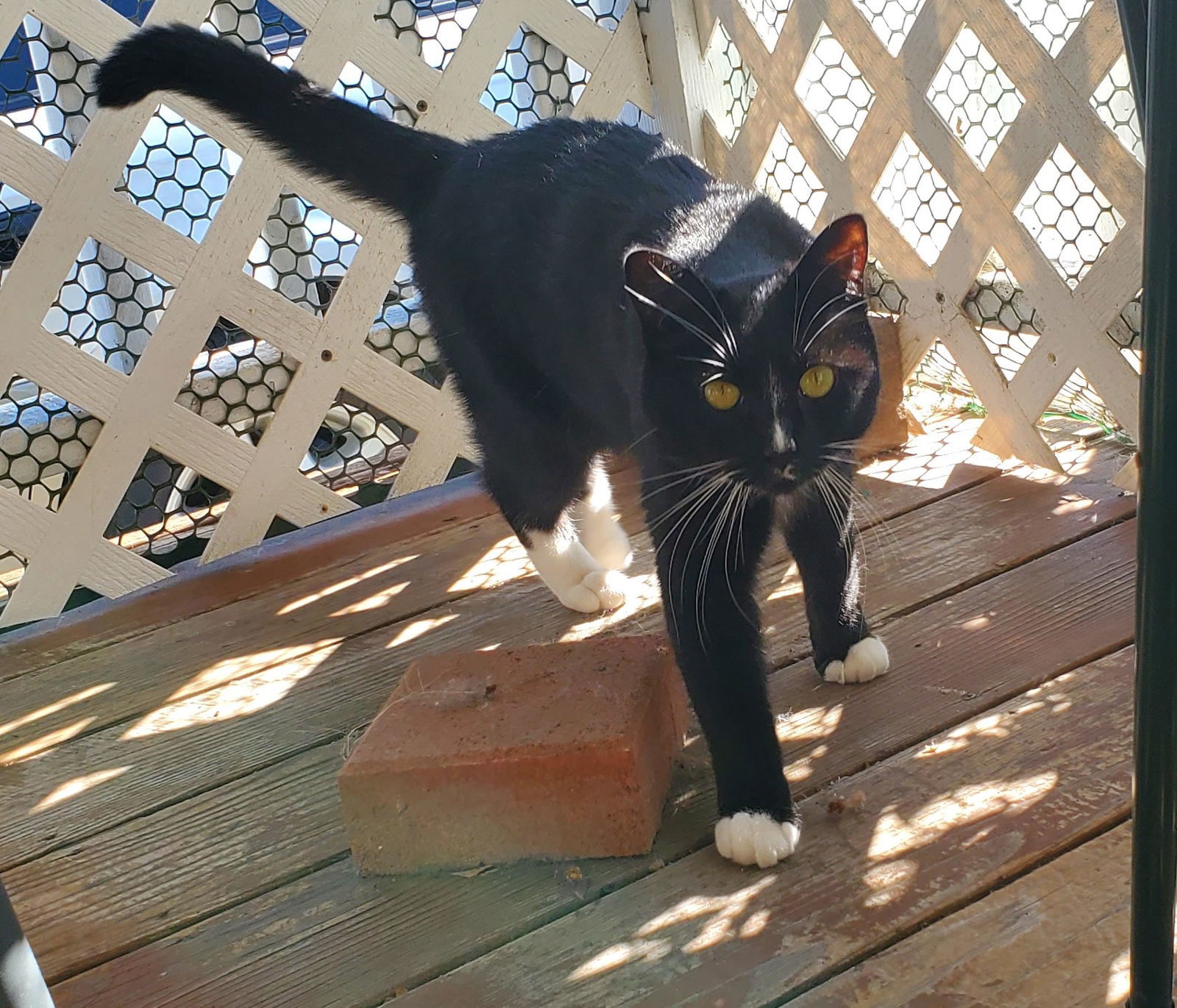 Boots, an adoptable Domestic Short Hair, Tuxedo in Morgan Hill, CA, 95038 | Photo Image 1