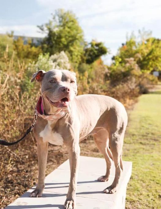 Shelby, an adoptable Pit Bull Terrier in Charleston, SC, 29414 | Photo Image 1