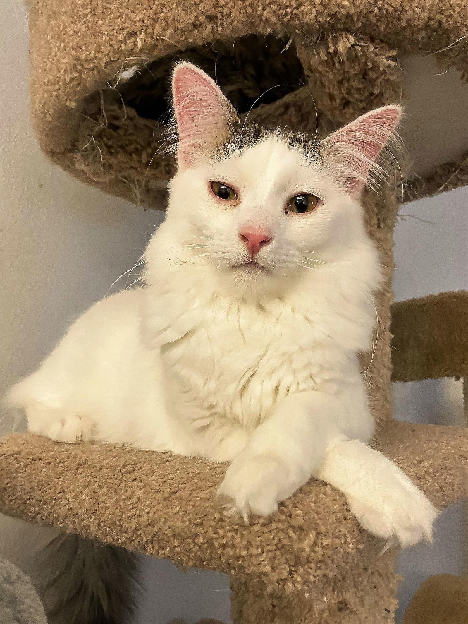 Sundae @The Cats Brew (Bonded w Shortcake), an adoptable Domestic Medium Hair, Tabby in Montello, WI, 53949 | Photo Image 1