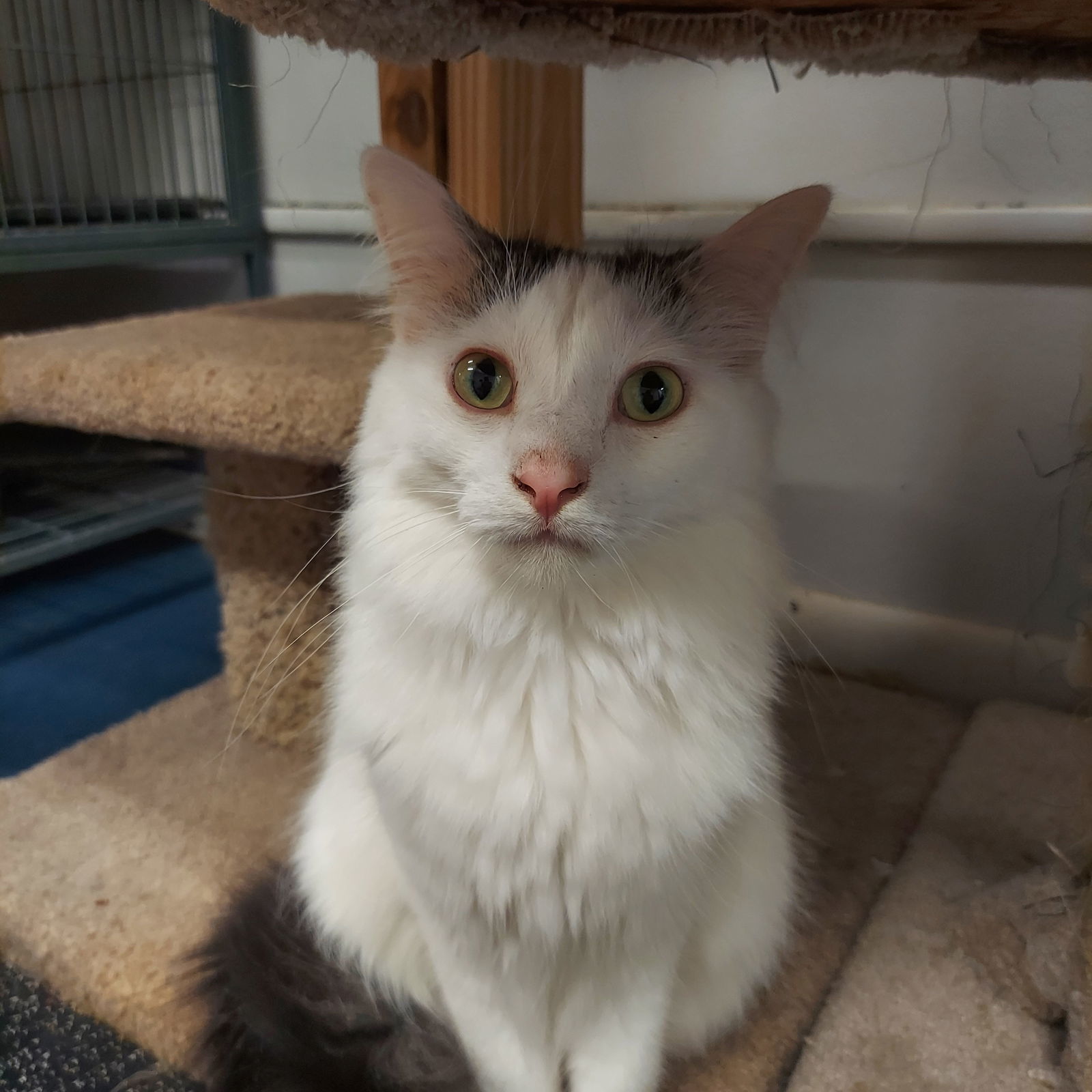 Sundae, an adoptable Domestic Medium Hair, Tabby in Montello, WI, 53949 | Photo Image 2