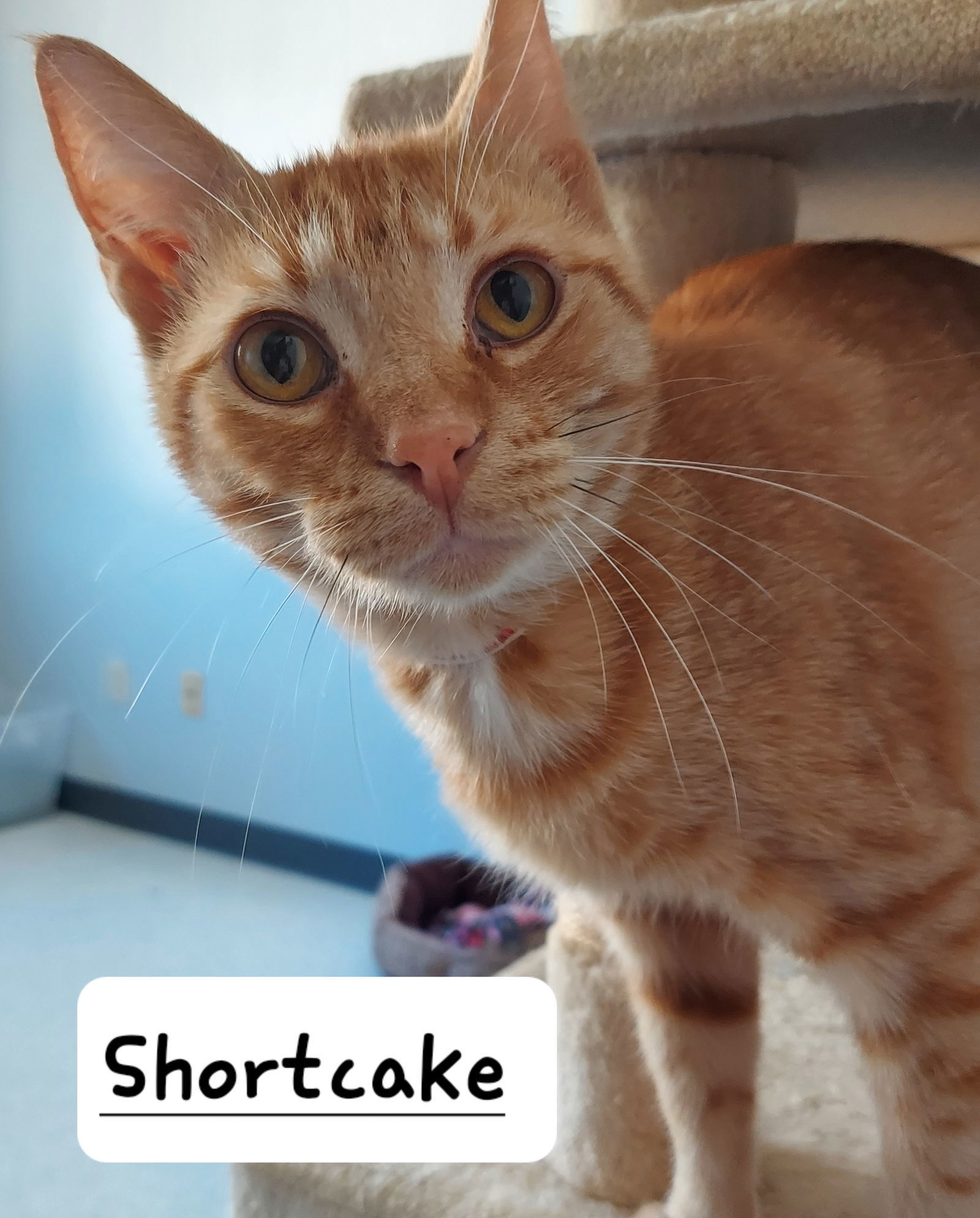 Sundae @The Cats Brew, an adoptable Domestic Medium Hair, Tabby in Montello, WI, 53949 | Photo Image 2