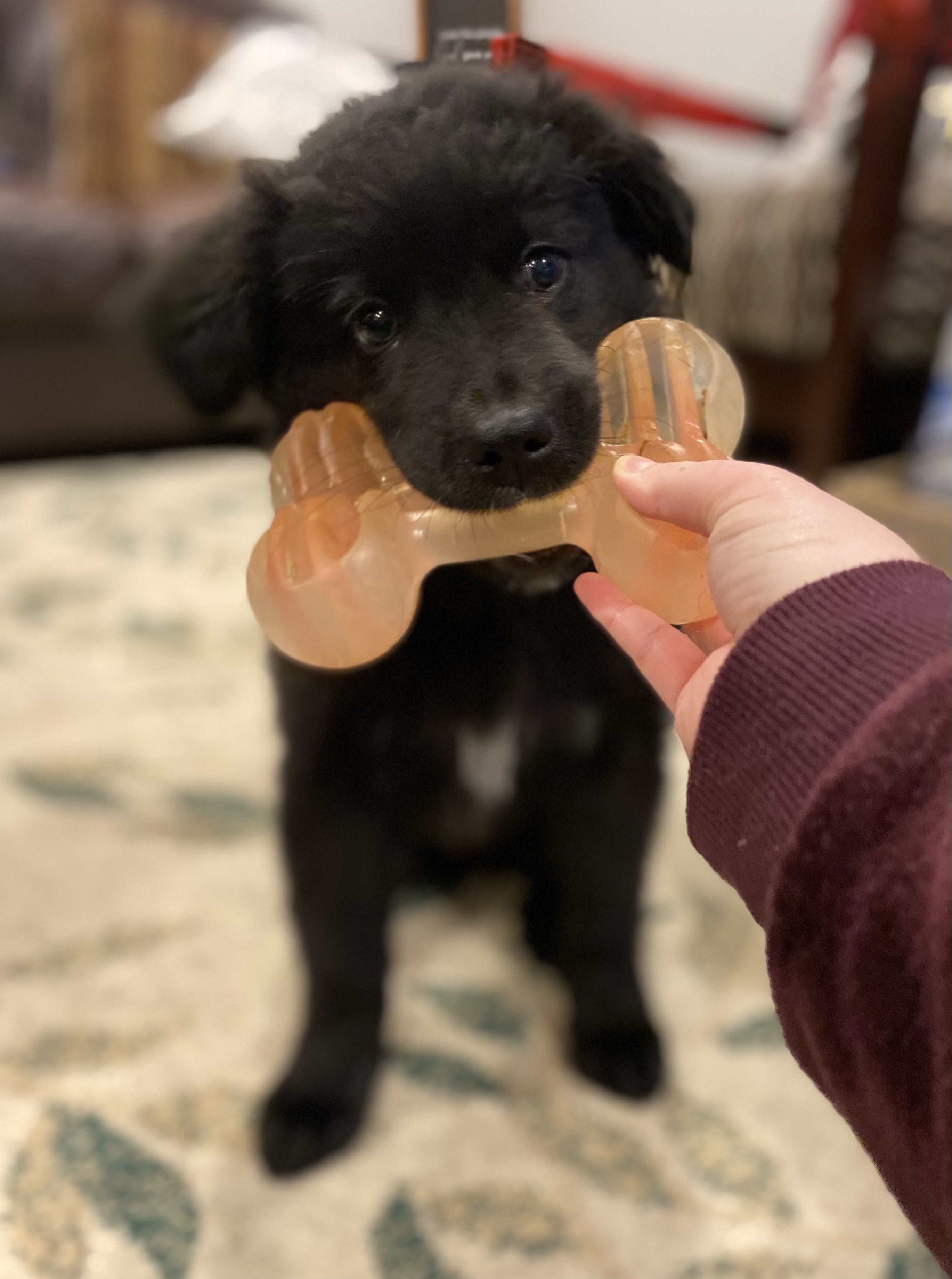 Ruger, an adoptable Mixed Breed in Saskatoon, SK, s7h 3a1 | Photo Image 2