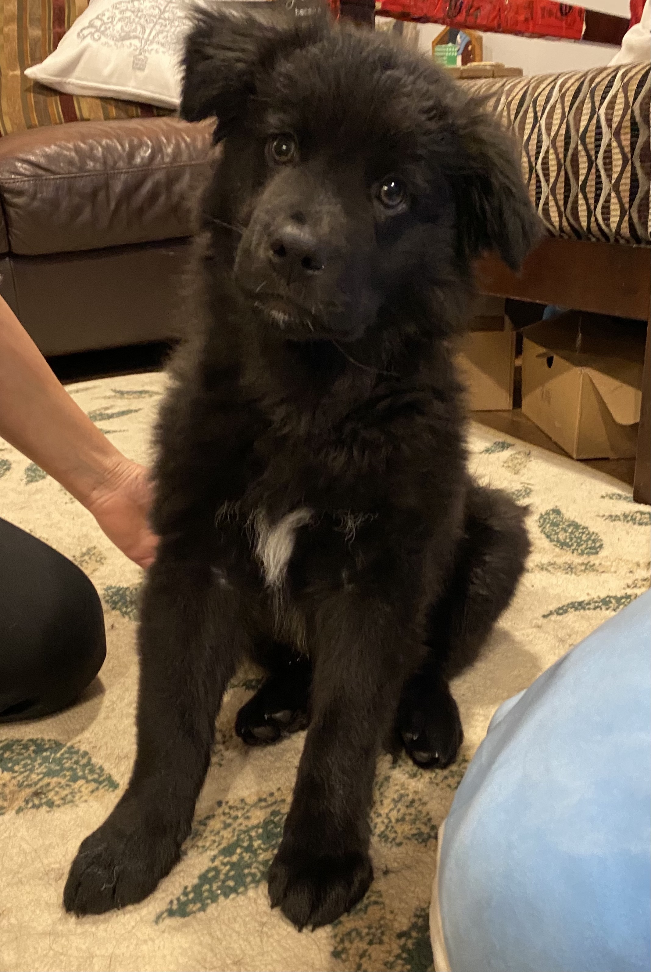 Ruger, an adoptable Mixed Breed in Saskatoon, SK, s7h 3a1 | Photo Image 3