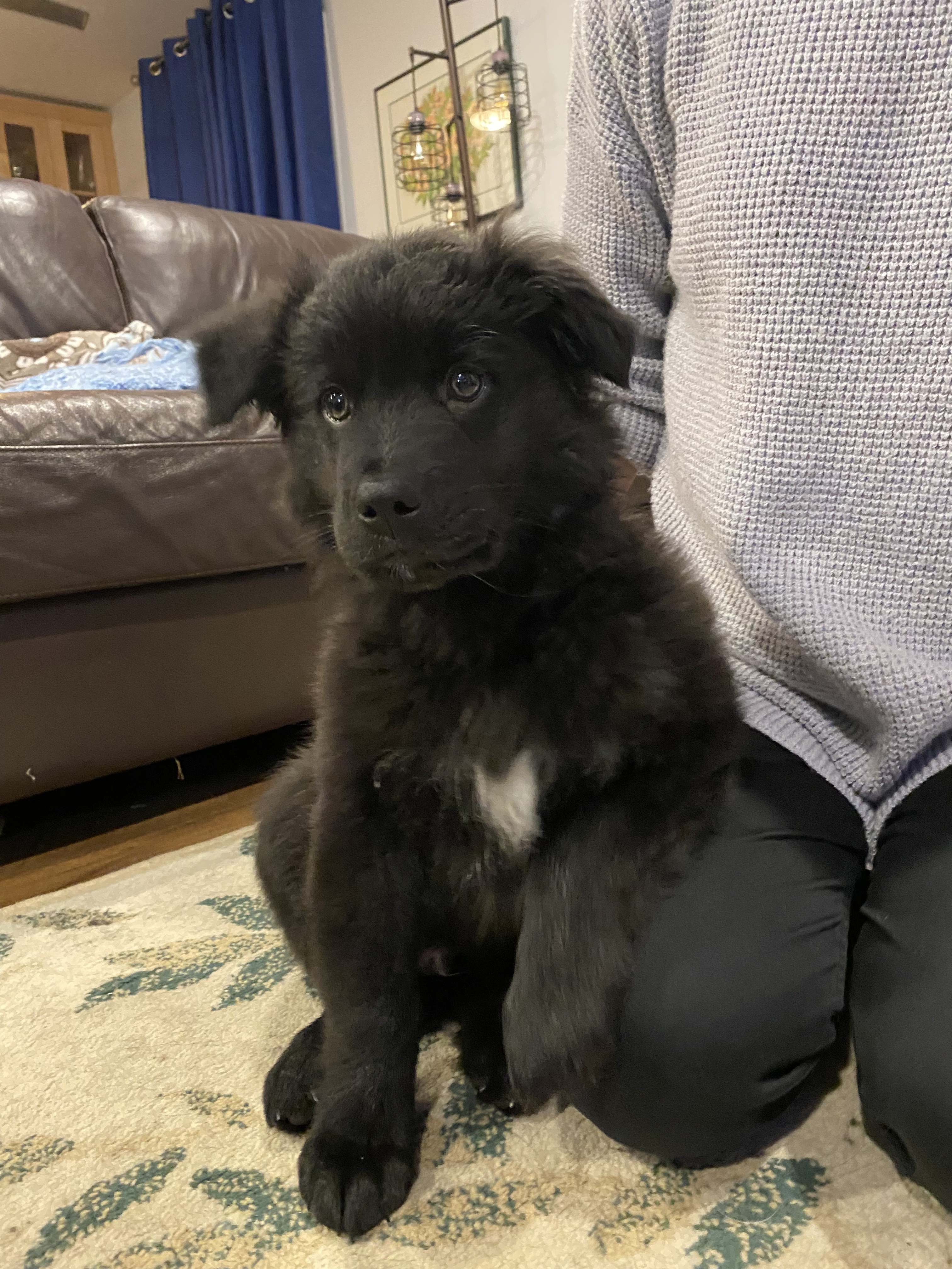 Ruger, an adoptable Mixed Breed in Saskatoon, SK, s7h 3a1 | Photo Image 4