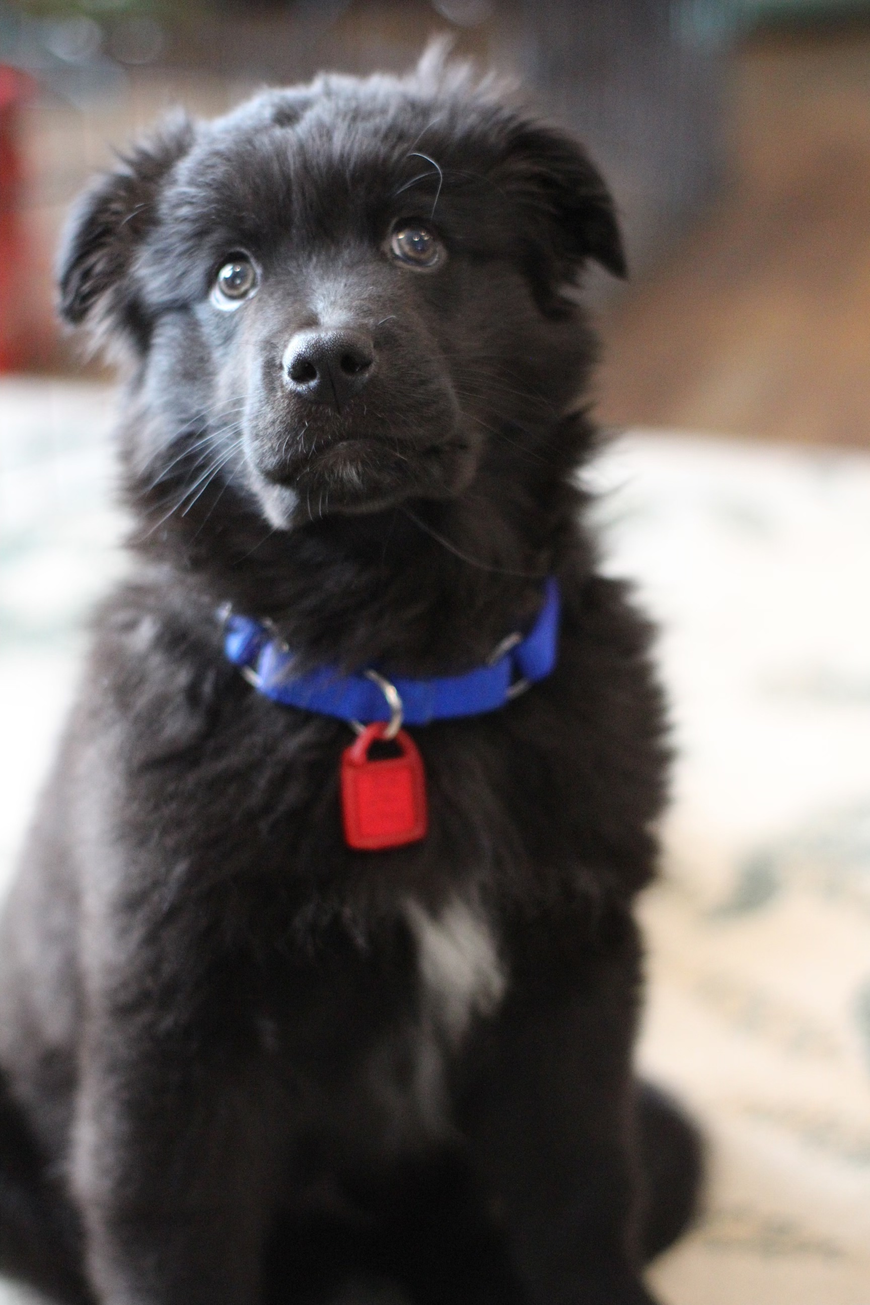 Ruger, an adoptable Mixed Breed in Saskatoon, SK, s7h 3a1 | Photo Image 5
