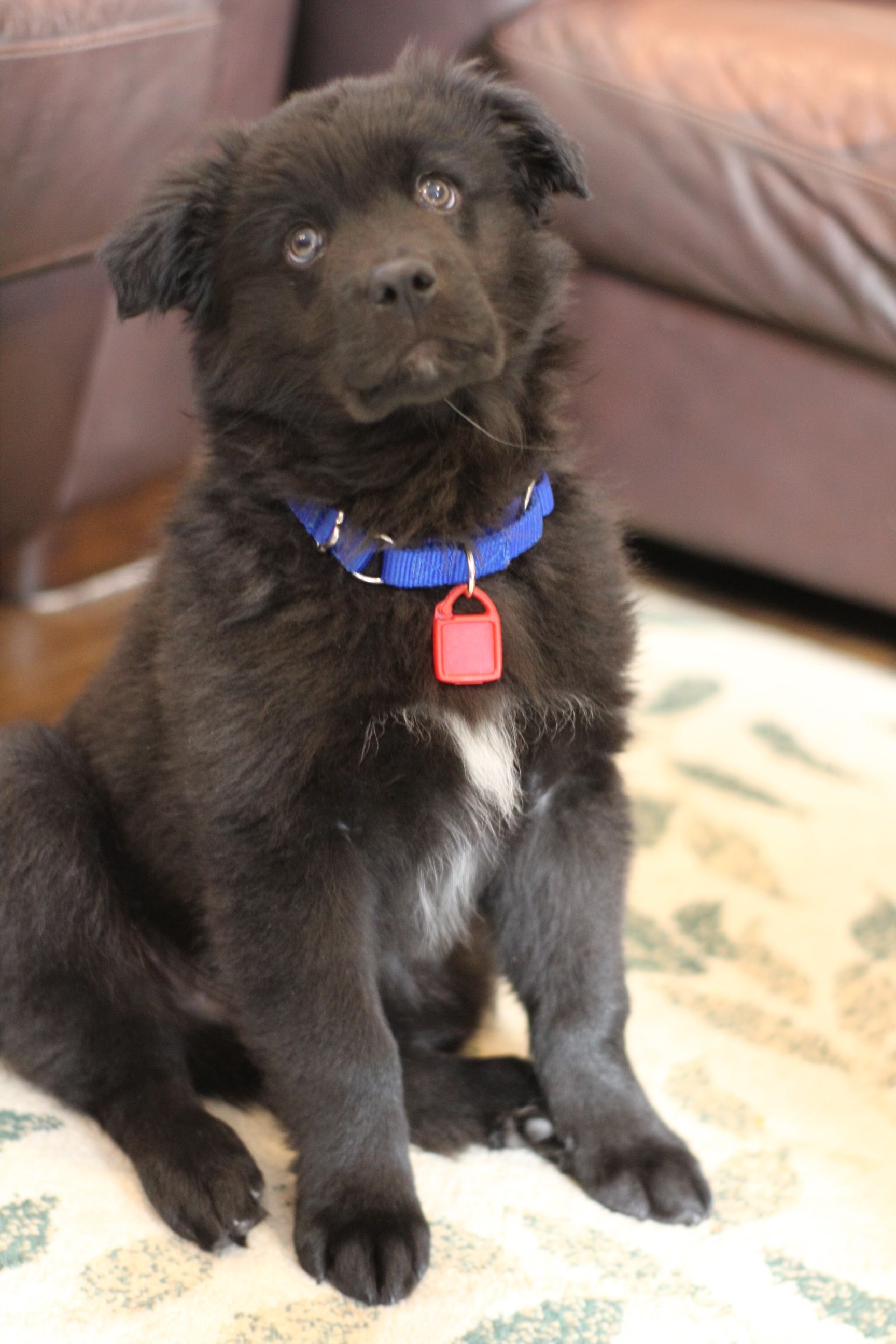 Ruger, an adoptable Mixed Breed in Saskatoon, SK, s7h 3a1 | Photo Image 1