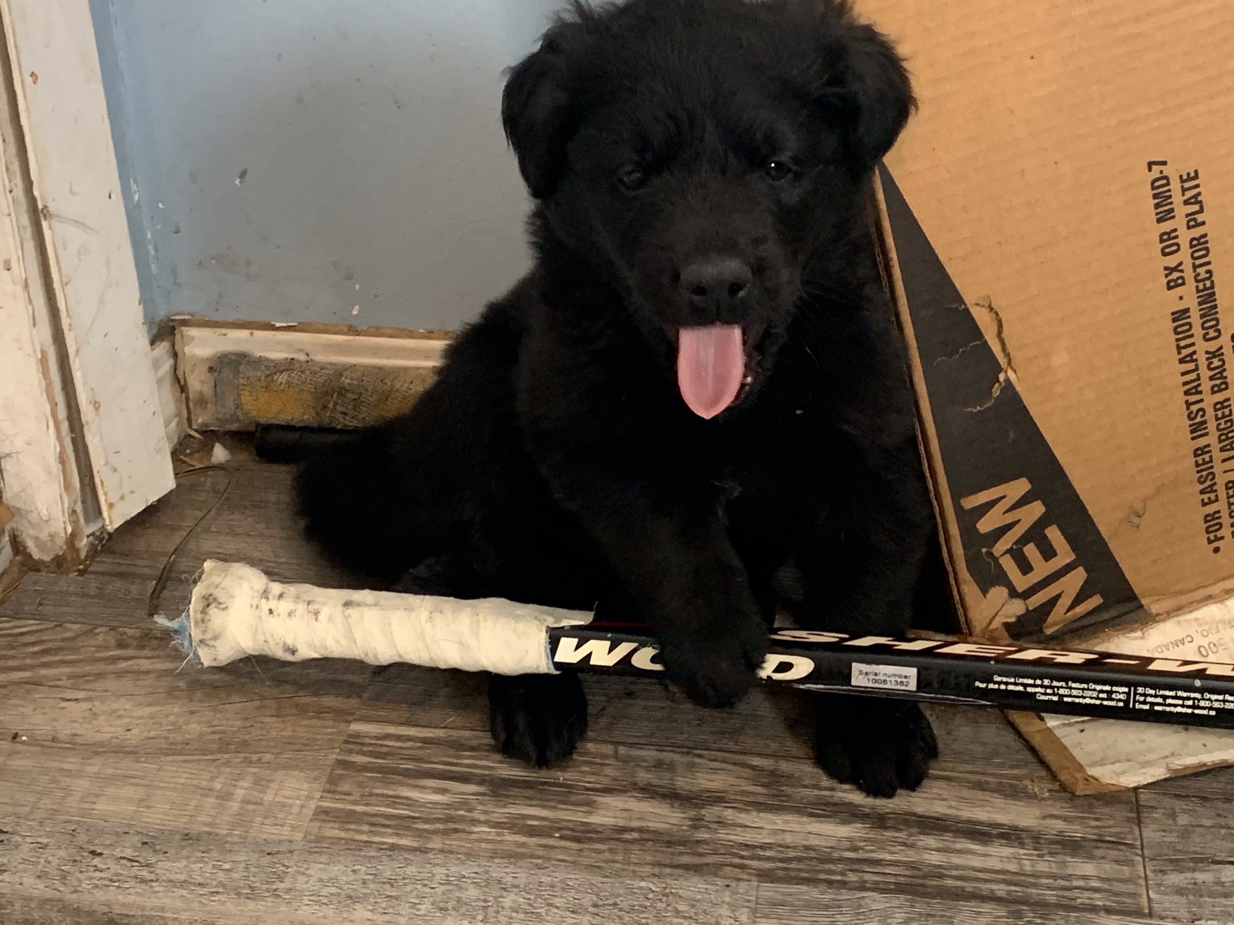 Mauser-pending, an adoptable Mixed Breed in Saskatoon, SK, s7h 3a1 | Photo Image 1