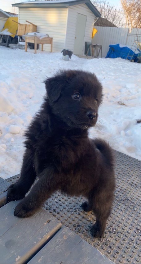 Mauser-pending, an adoptable Mixed Breed in Saskatoon, SK, s7h 3a1 | Photo Image 2