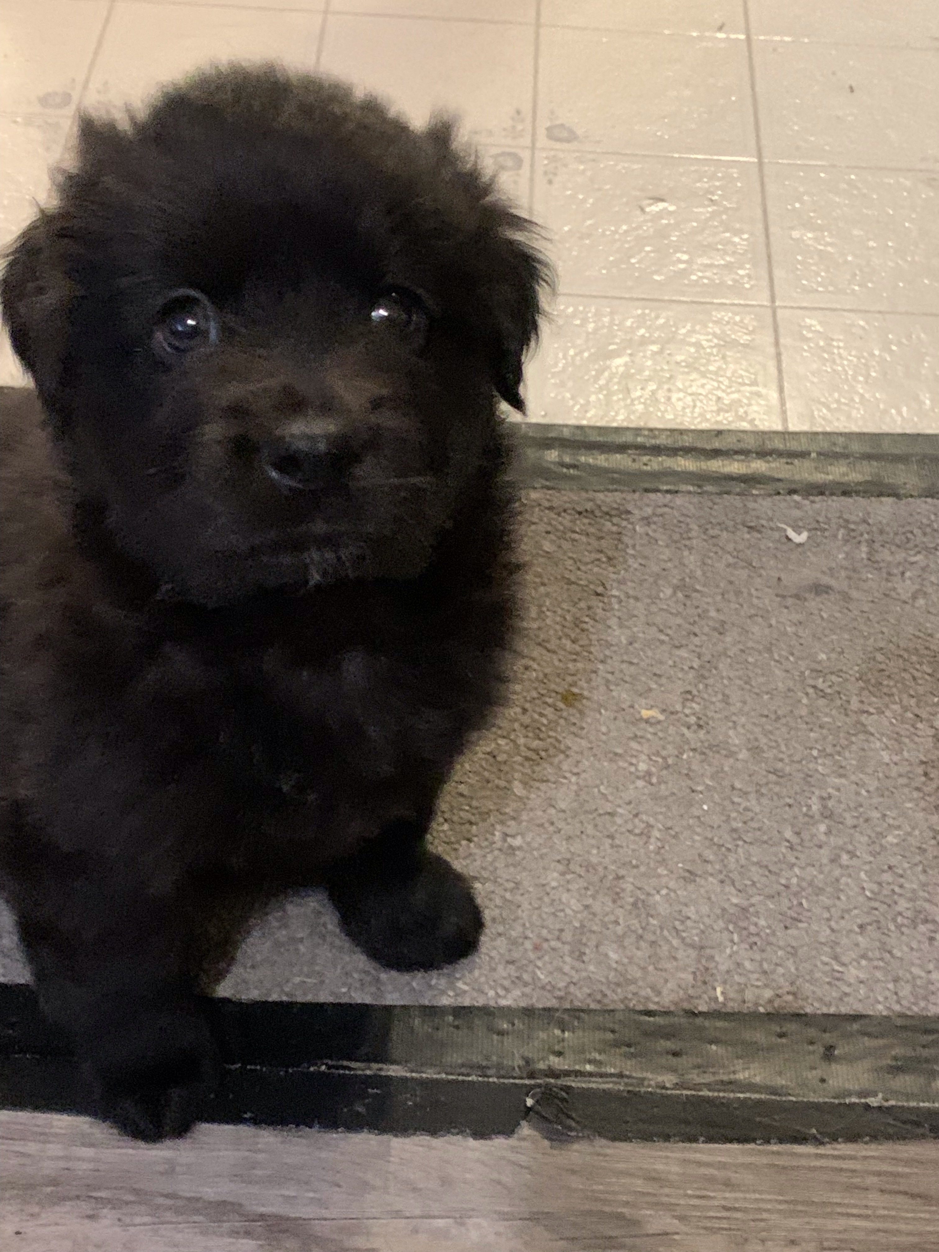 Colt-pending, an adoptable Mixed Breed in Saskatoon, SK, s7h 3a1 | Photo Image 1