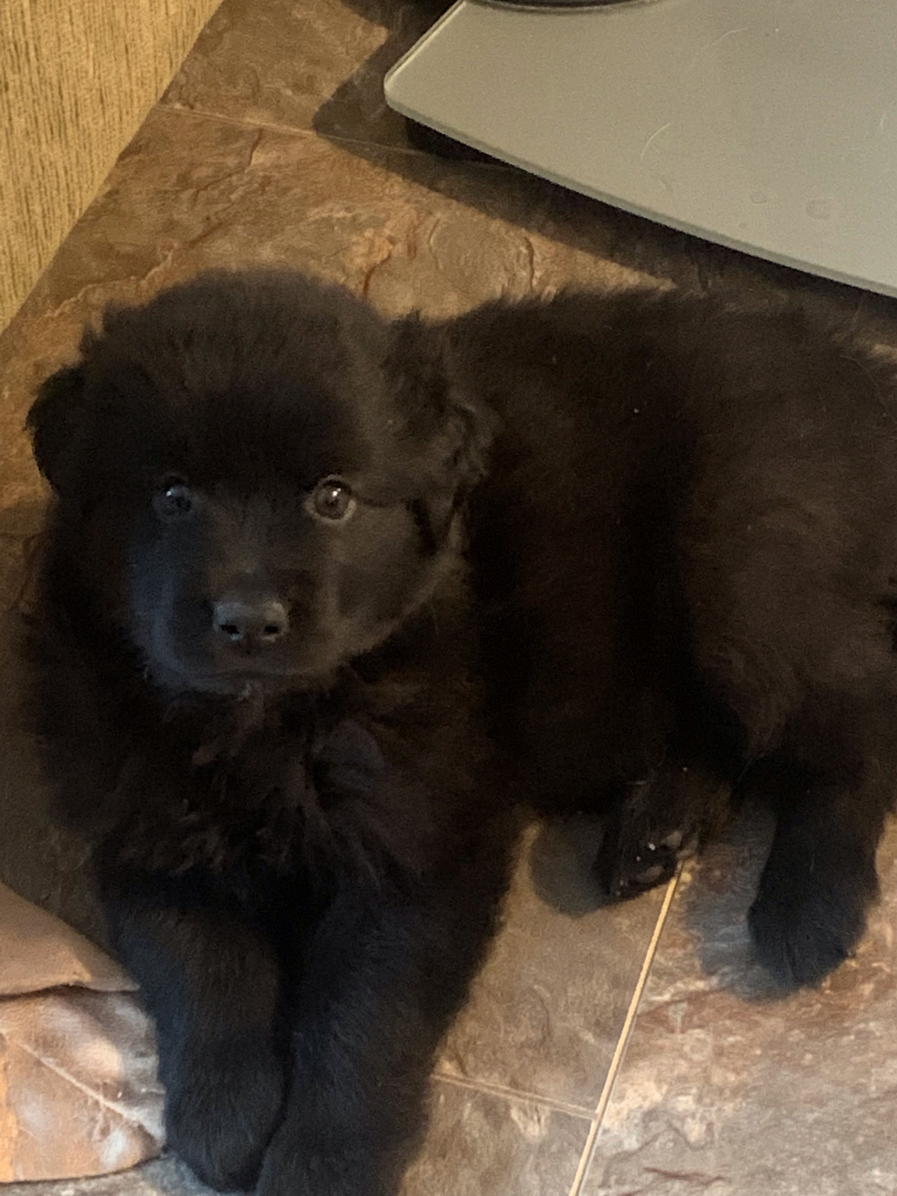 Colt-pending, an adoptable Mixed Breed in Saskatoon, SK, s7h 3a1 | Photo Image 2