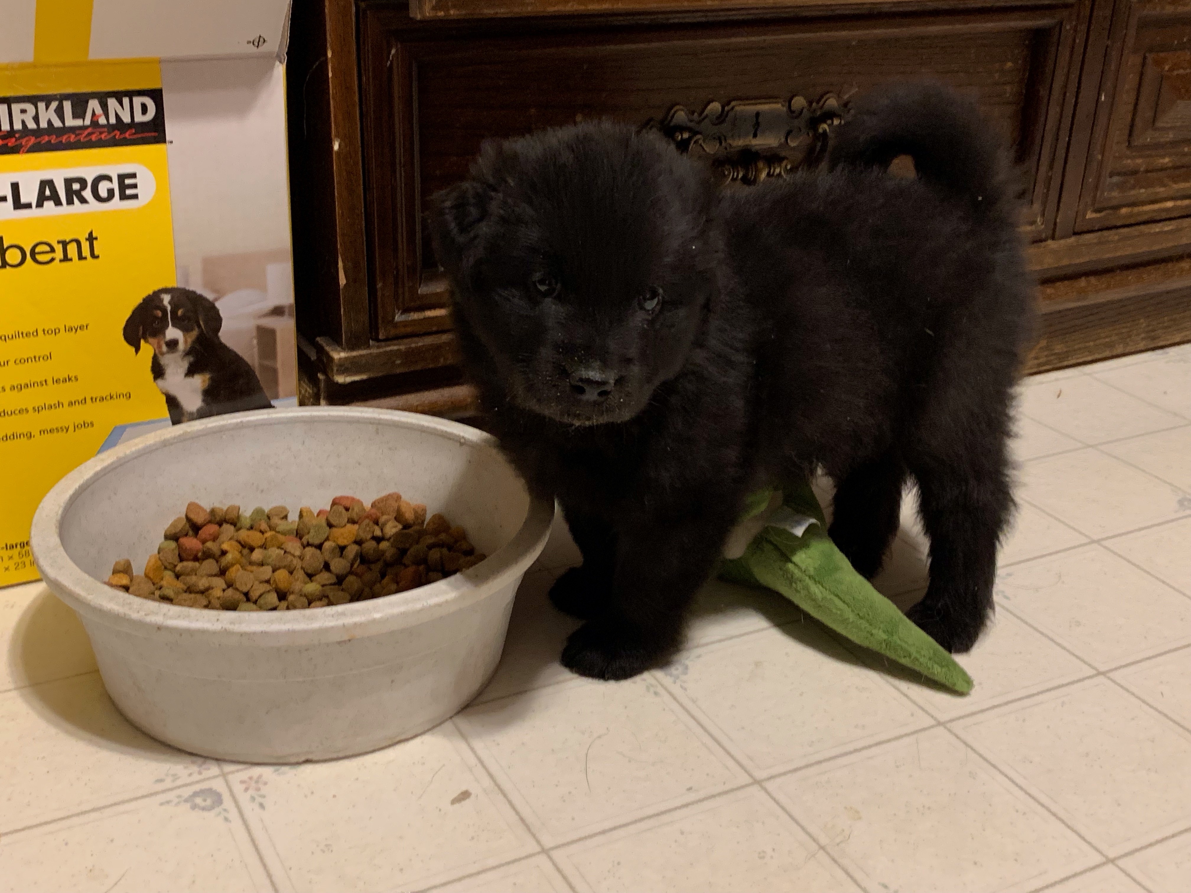 Colt-pending, an adoptable Mixed Breed in Saskatoon, SK, s7h 3a1 | Photo Image 3
