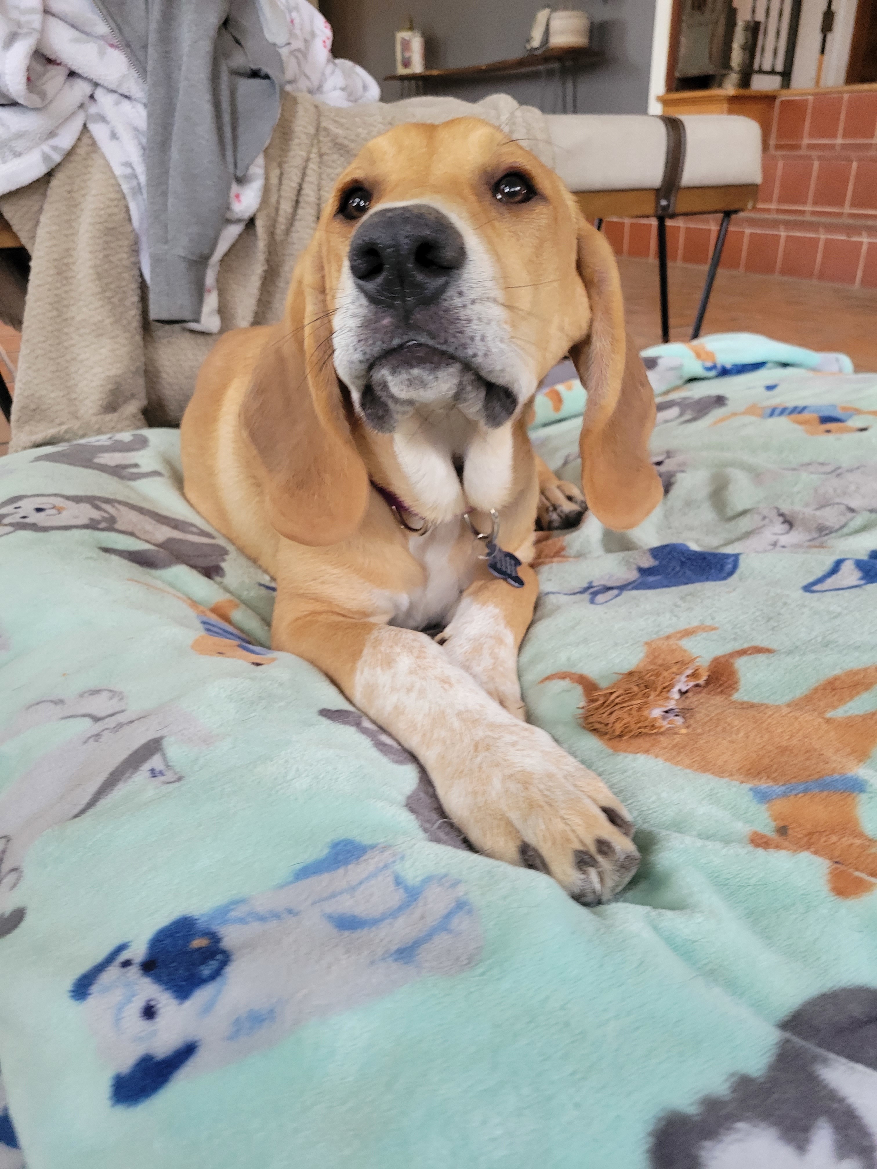 Willow, an adoptable Bloodhound, Great Pyrenees in TULSA, OK, 74115 | Photo Image 3