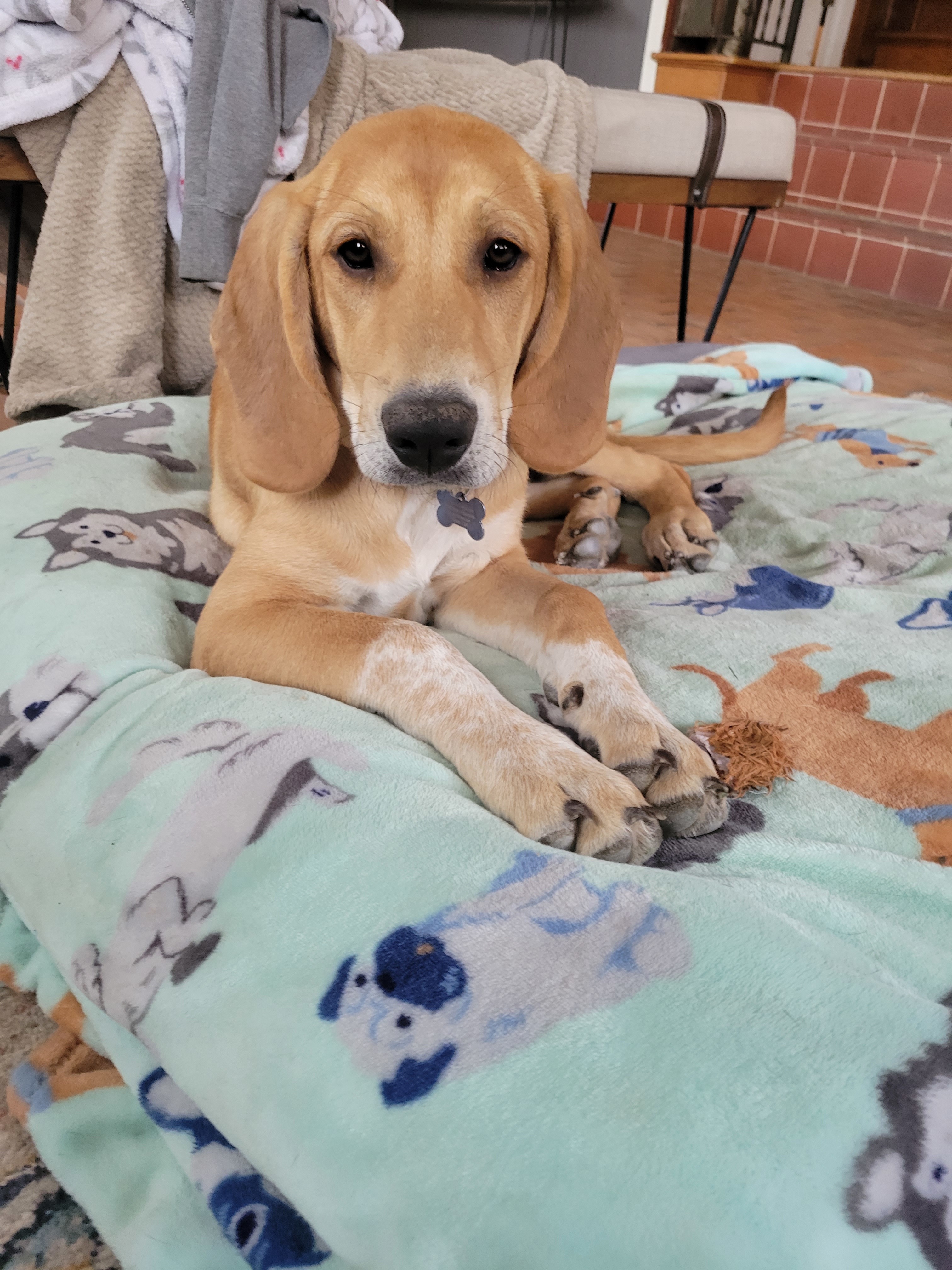 Willow, an adoptable Bloodhound, Great Pyrenees in TULSA, OK, 74115 | Photo Image 4