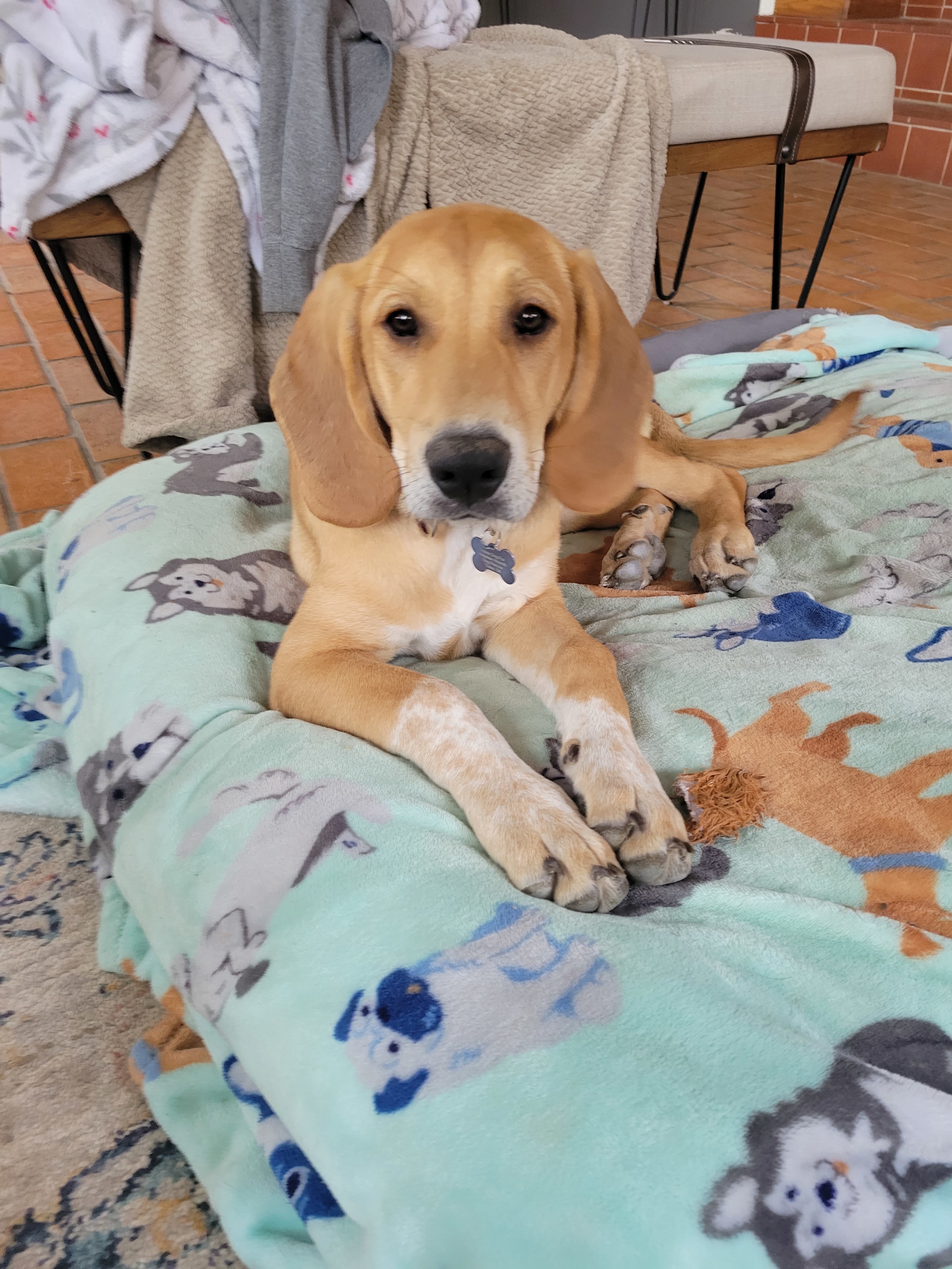 Willow, an adoptable Bloodhound, Great Pyrenees in TULSA, OK, 74115 | Photo Image 5