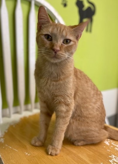 Uriah, an adoptable Domestic Short Hair in Lemoore, CA, 93245 | Photo Image 1