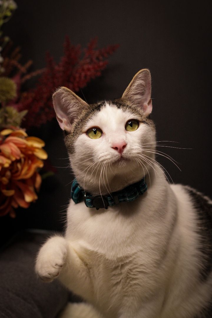Jollibee, an adoptable Domestic Short Hair & Tabby Mix in Los Angeles, CA_image-1