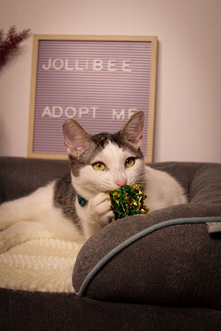 Jollibee, an adoptable Domestic Short Hair & Tabby Mix in Los Angeles, CA_image-4