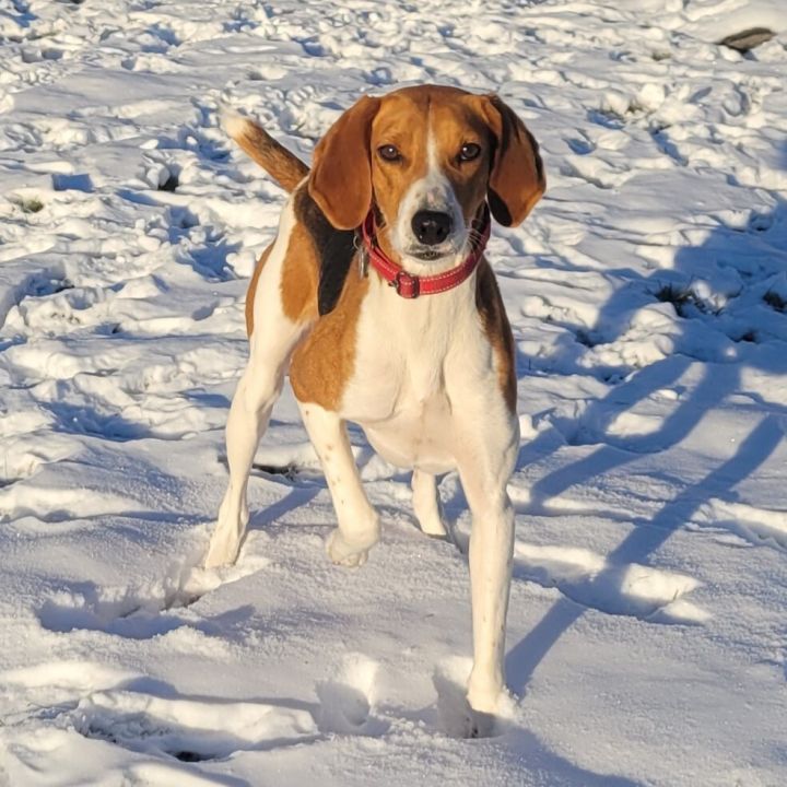 Parker, an adoptable Treeing Walker Coonhound & Hound Mix in Bloomingdale, NJ_image-1