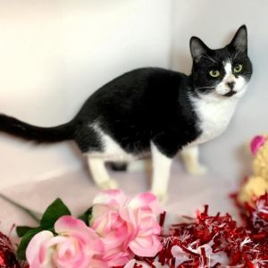Oslo Domestic Short Hair Cat | Pets | Puyallup WA | recycler.com