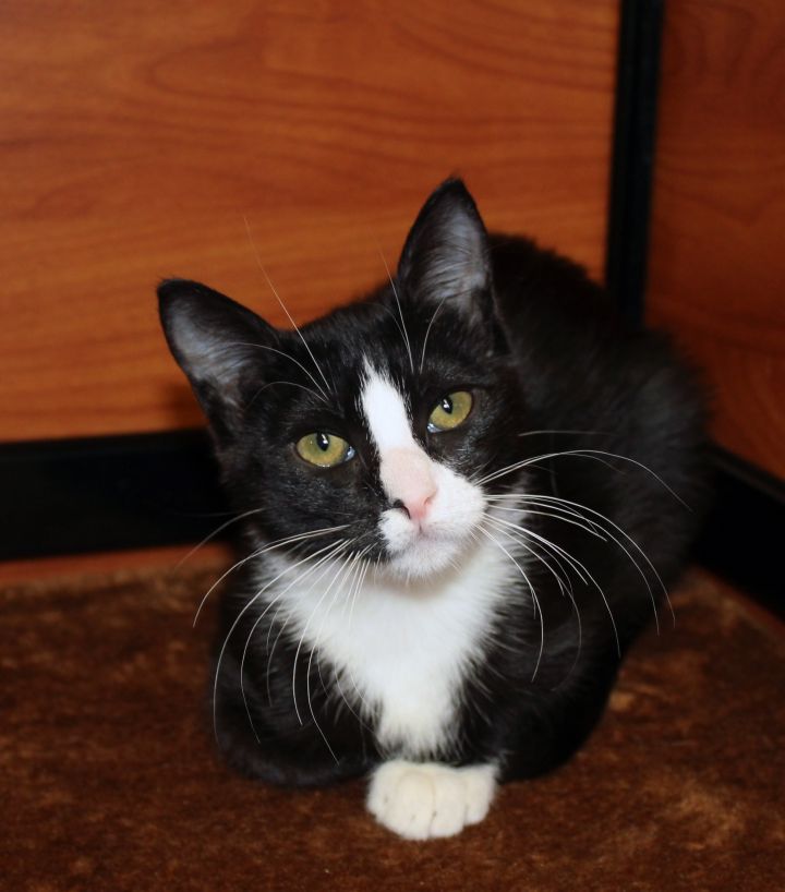 Lizzo, an adopted Domestic Short Hair in Centerville, UT_image-2
