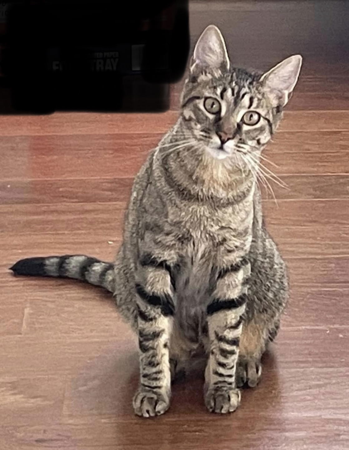 Priscilla - ABD, an adoptable Domestic Short Hair, Tabby in Longwood, FL, 32750 | Photo Image 1