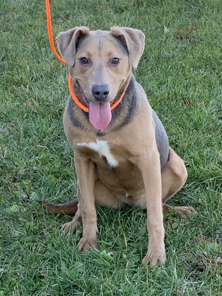 Gracie, an adopted Mixed Breed in Muscatine, IA_image-1