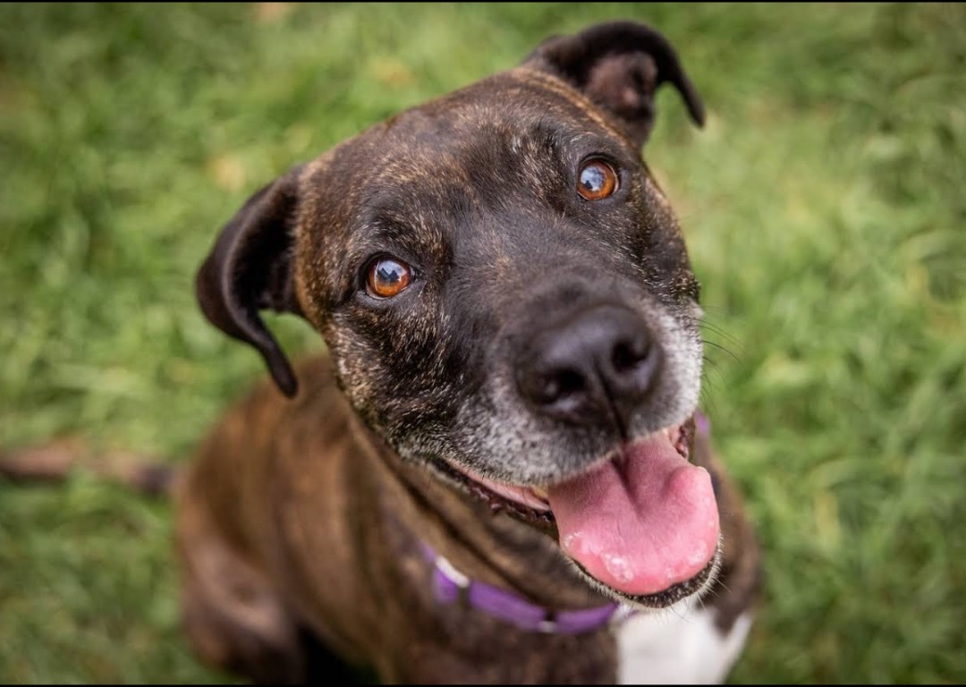 Eve, an adoptable American Staffordshire Terrier, Cane Corso in Georgetown, TX, 78633 | Photo Image 2