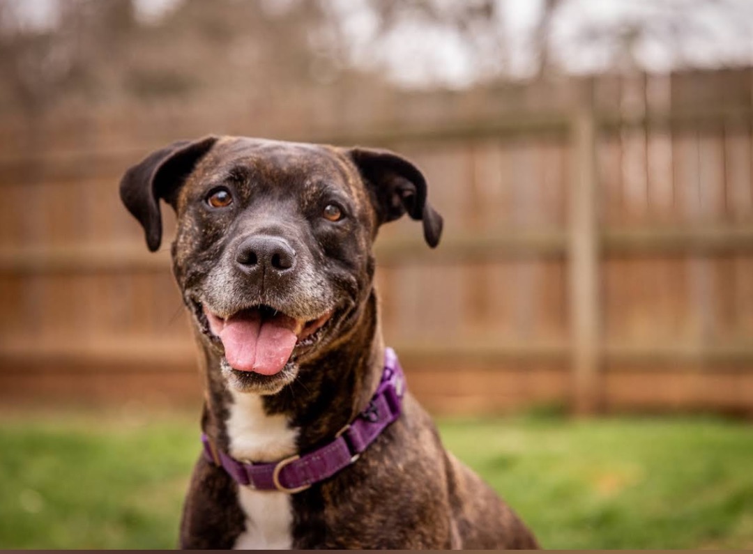 Eve, an adoptable American Staffordshire Terrier, Cane Corso in Georgetown, TX, 78633 | Photo Image 4