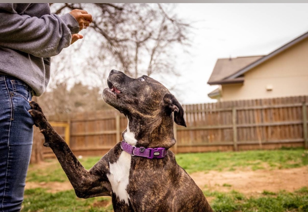 Eve, an adoptable American Staffordshire Terrier, Cane Corso in Georgetown, TX, 78633 | Photo Image 5