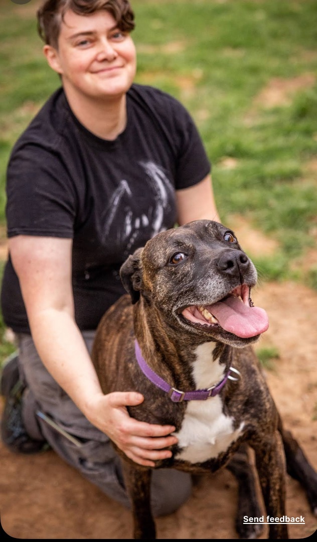 Eve, an adoptable American Staffordshire Terrier, Cane Corso in Georgetown, TX, 78633 | Photo Image 6