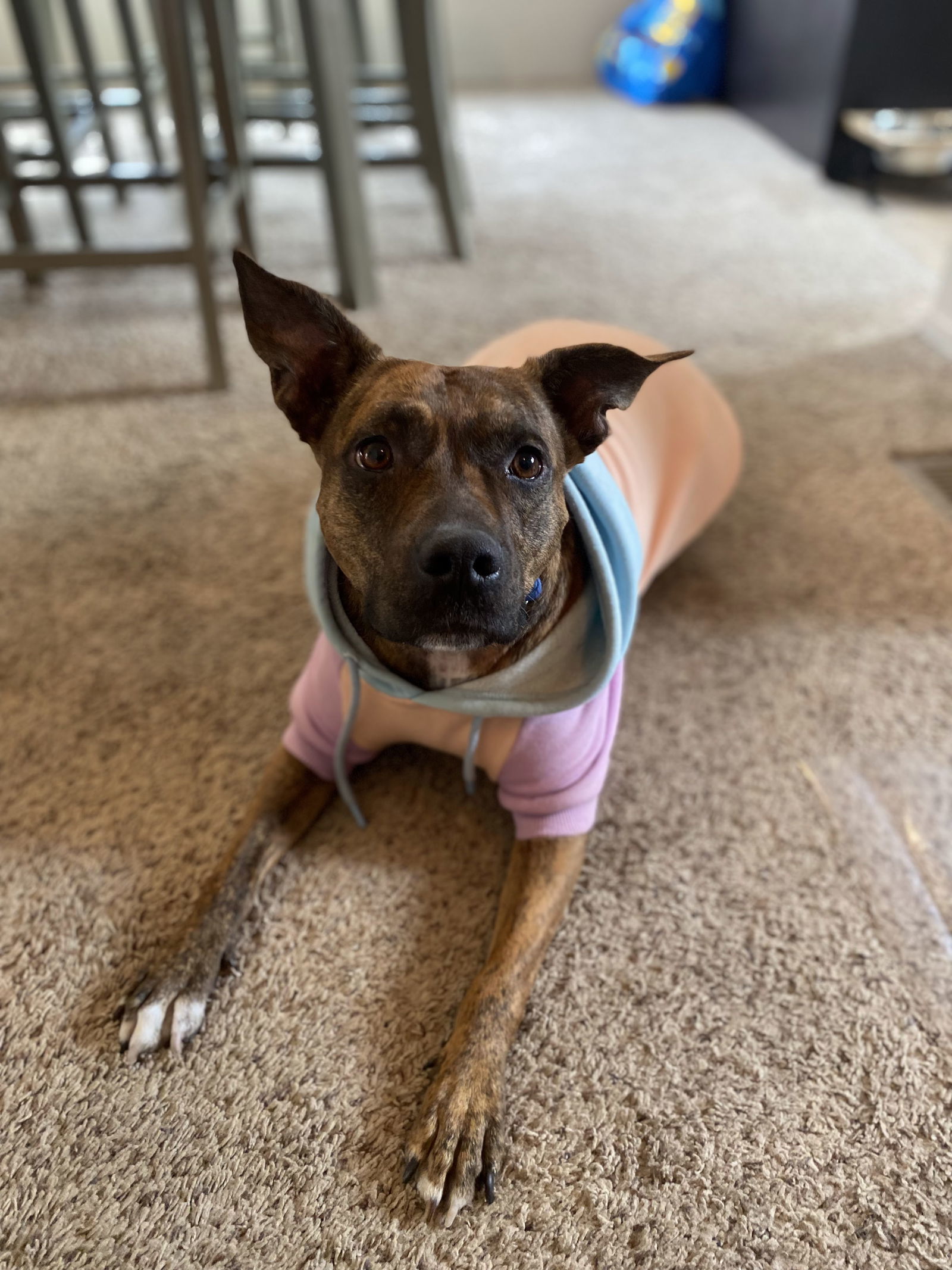 Estrella, an adoptable Plott Hound, Pit Bull Terrier in Aurora, CO, 80012 | Photo Image 1