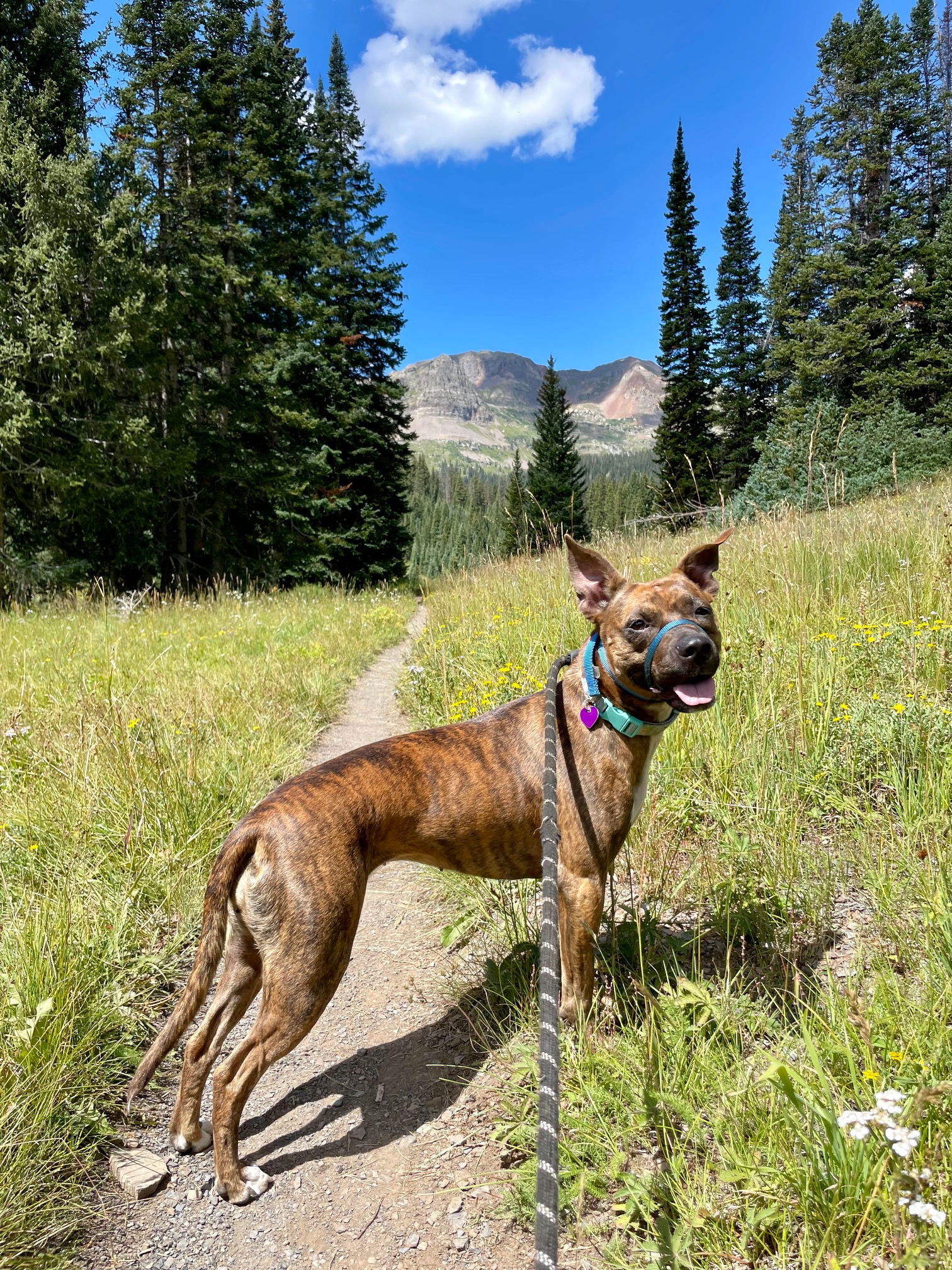 Estrella, an adoptable Plott Hound, Pit Bull Terrier in Aurora, CO, 80012 | Photo Image 2