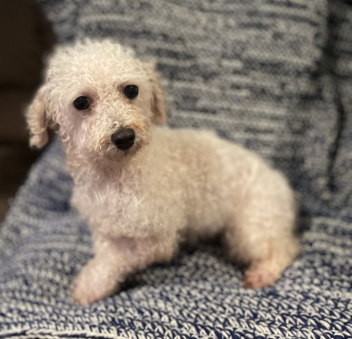 Rain, an adopted Bichon Frise in Mentor, OH_image-4