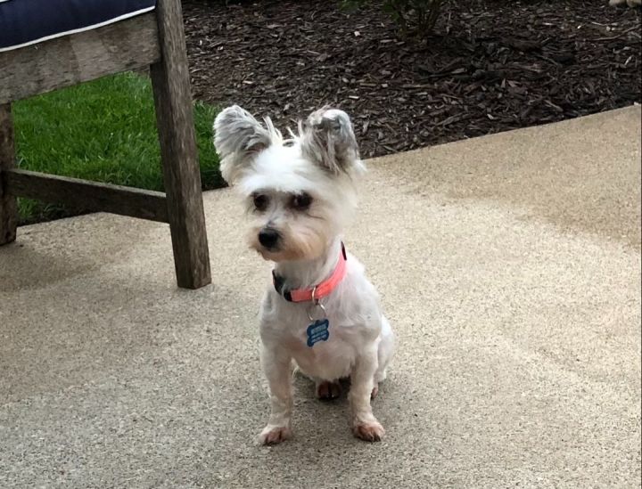 Trixie , an adopted Maltese & Papillon Mix in Mentor, OH_image-1