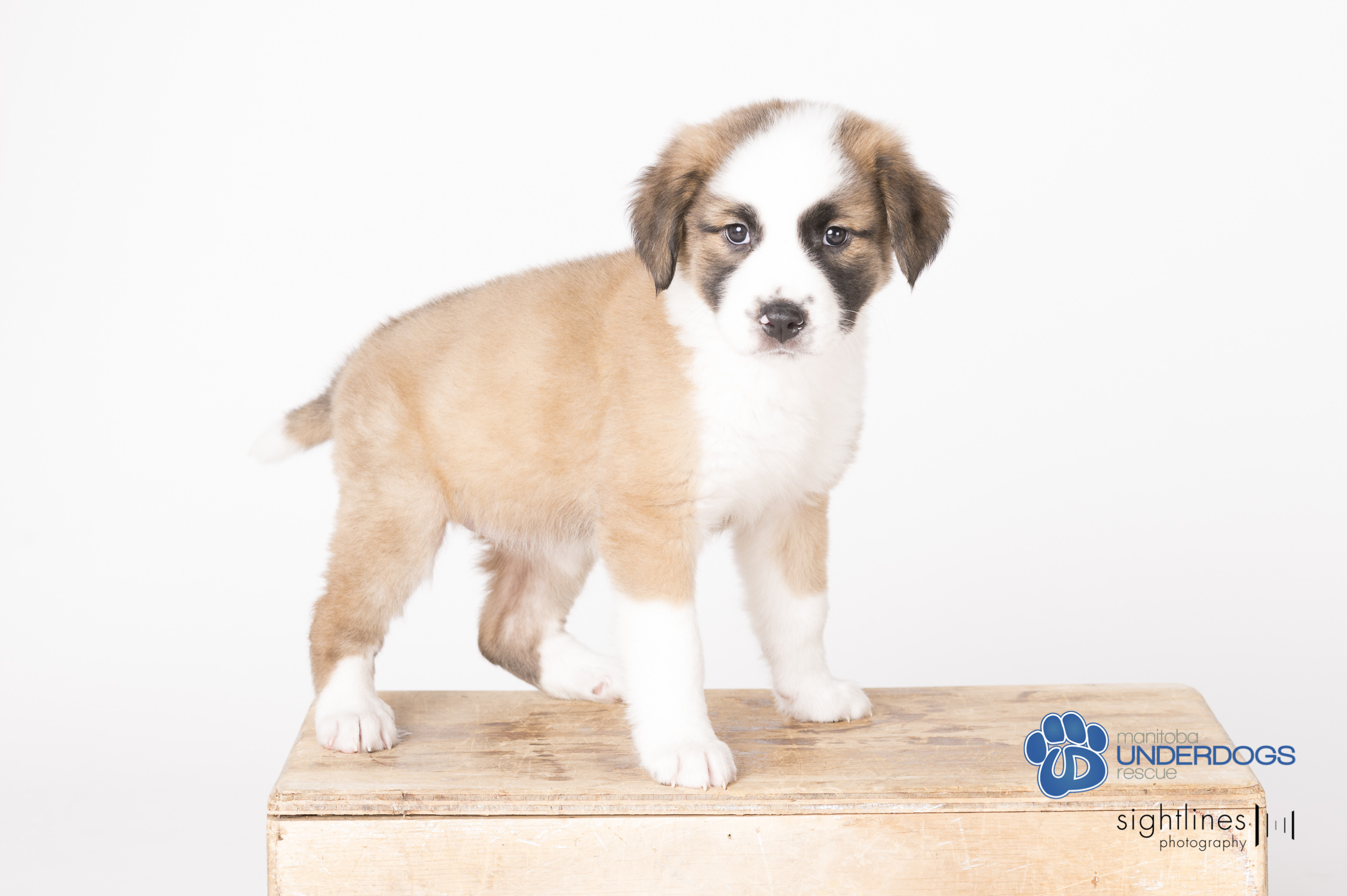 Cider, an adoptable Husky, Shepherd in Winnipeg, MB, R2M 2K2 | Photo Image 4