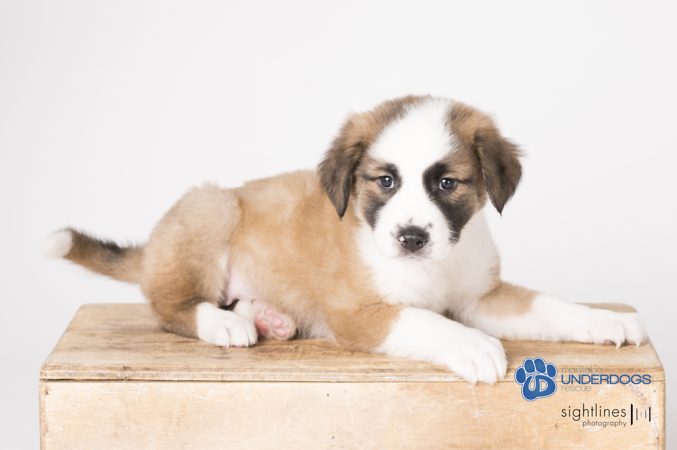 Cider, an adoptable Husky, Shepherd in Winnipeg, MB, R2M 2K2 | Photo Image 5