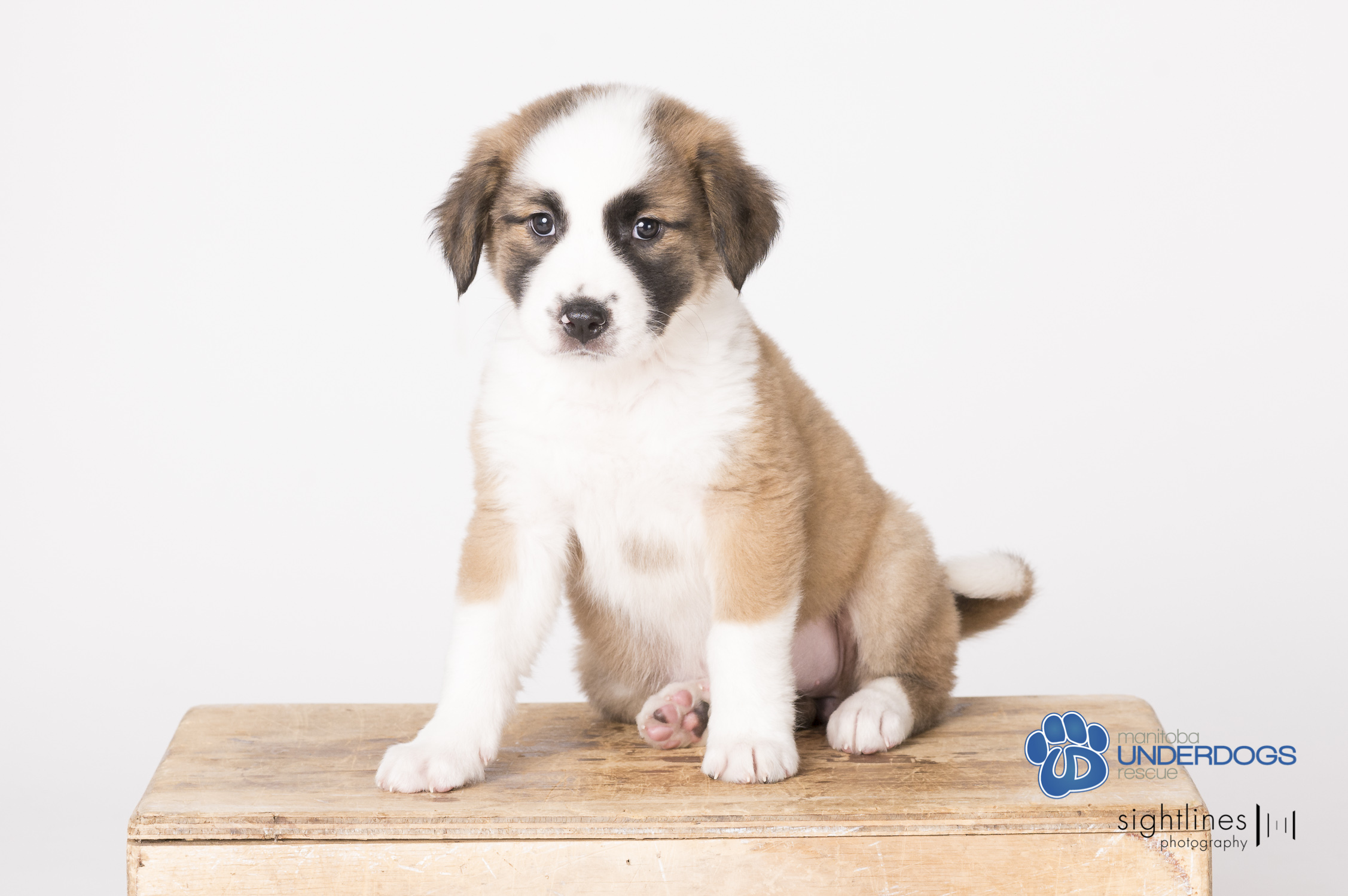 Cider, an adoptable Husky, Shepherd in Winnipeg, MB, R2M 2K2 | Photo Image 6