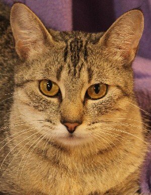 Meeka, an adoptable Tabby in Savannah, MO, 64485 | Photo Image 1