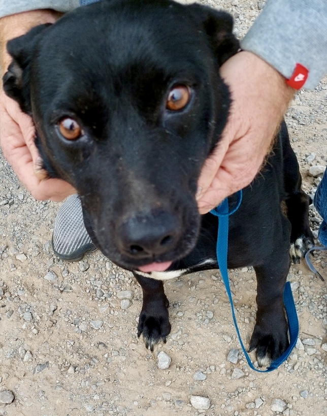 dachshund black lab mix