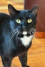 Meet sweet playful Sky She is a super sweet affectionate and friendly cat who loves to play It m