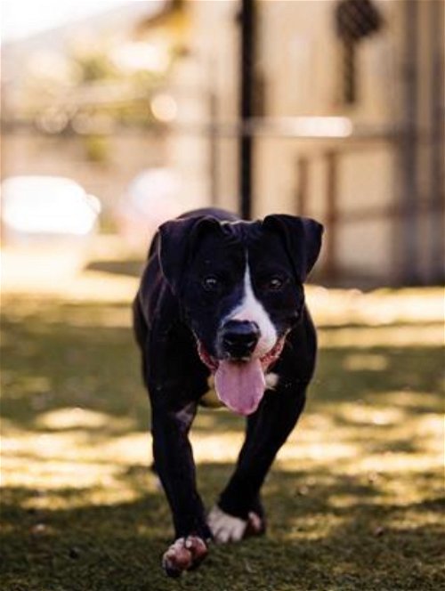 Charlie, an adoptable American Bulldog, Labrador Retriever in Windermere, FL, 34786 | Photo Image 3