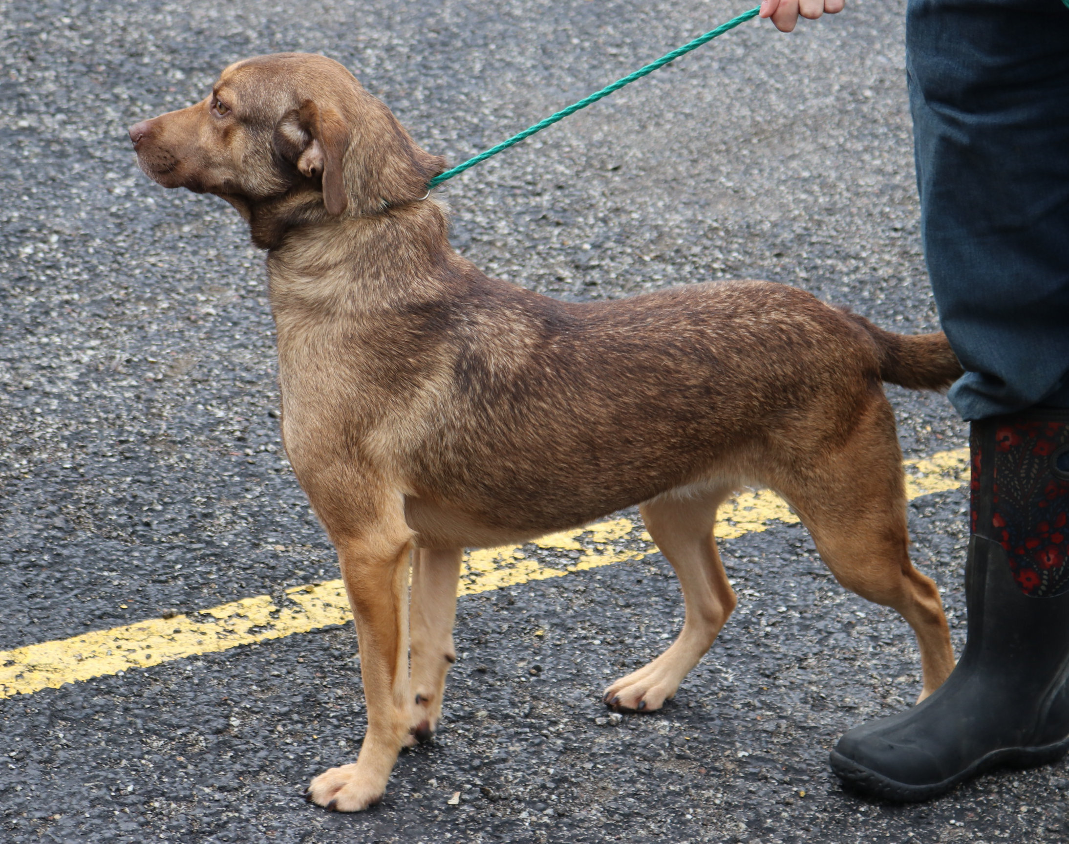 Elvira, an adoptable Foxhound, Shepherd in Reeds Spring, MO, 65737 | Photo Image 3