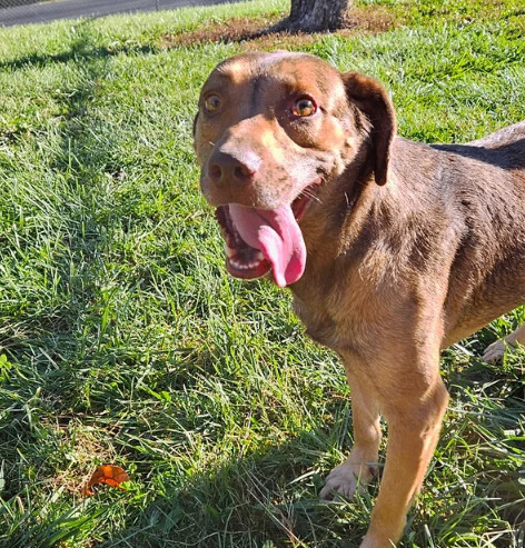 Elvira, an adoptable Foxhound, Shepherd in Reeds Spring, MO, 65737 | Photo Image 1