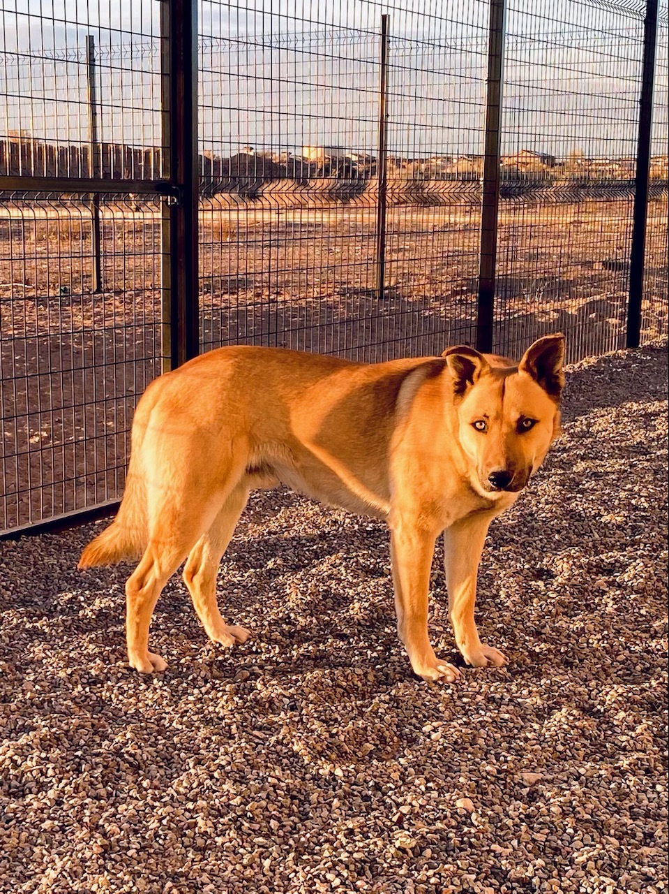 Scooby Doo, an adoptable Shepherd in Bernalillo, NM, 87004 | Photo Image 1