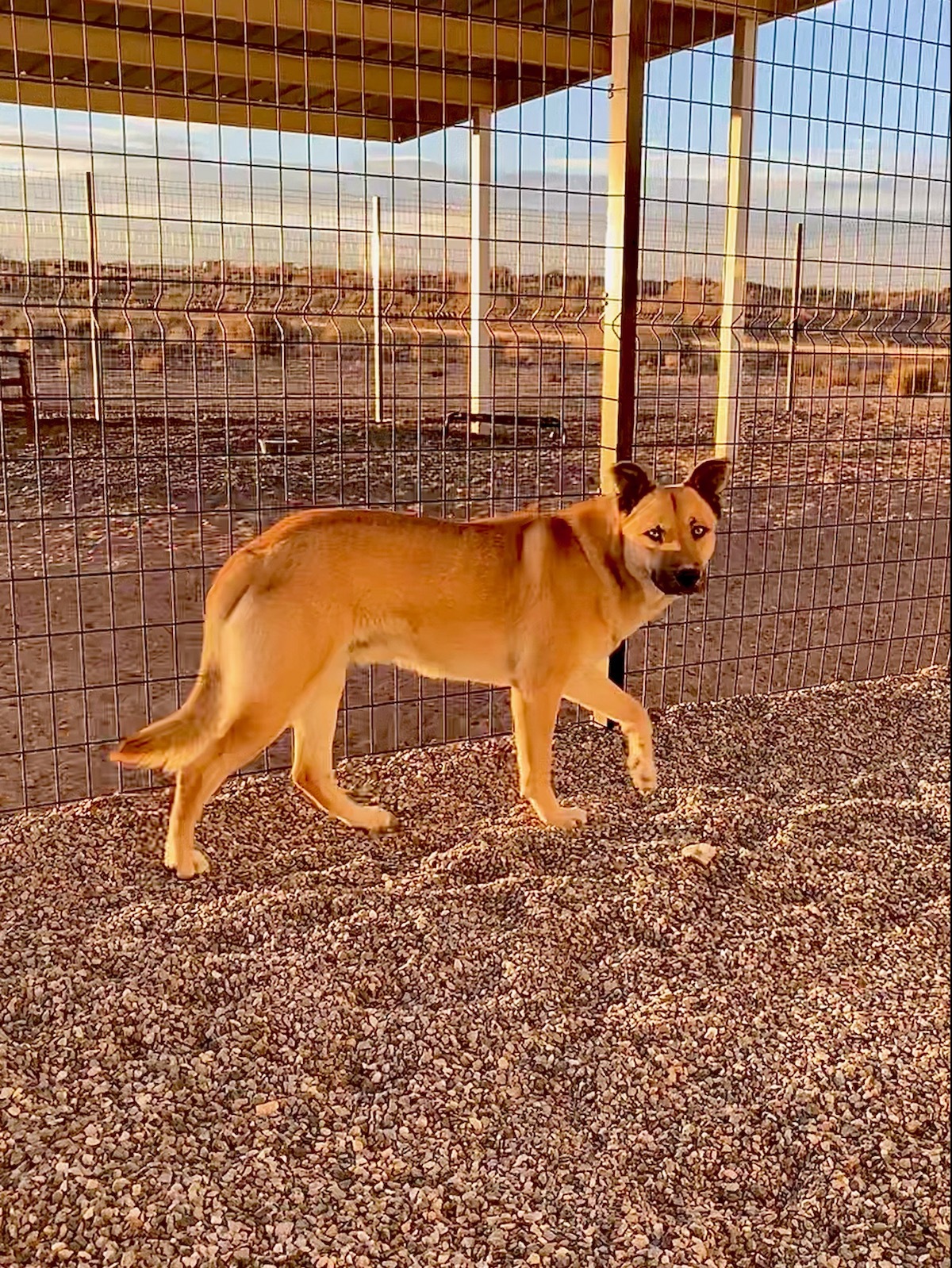 Scooby Doo, an adoptable Shepherd in Bernalillo, NM, 87004 | Photo Image 2