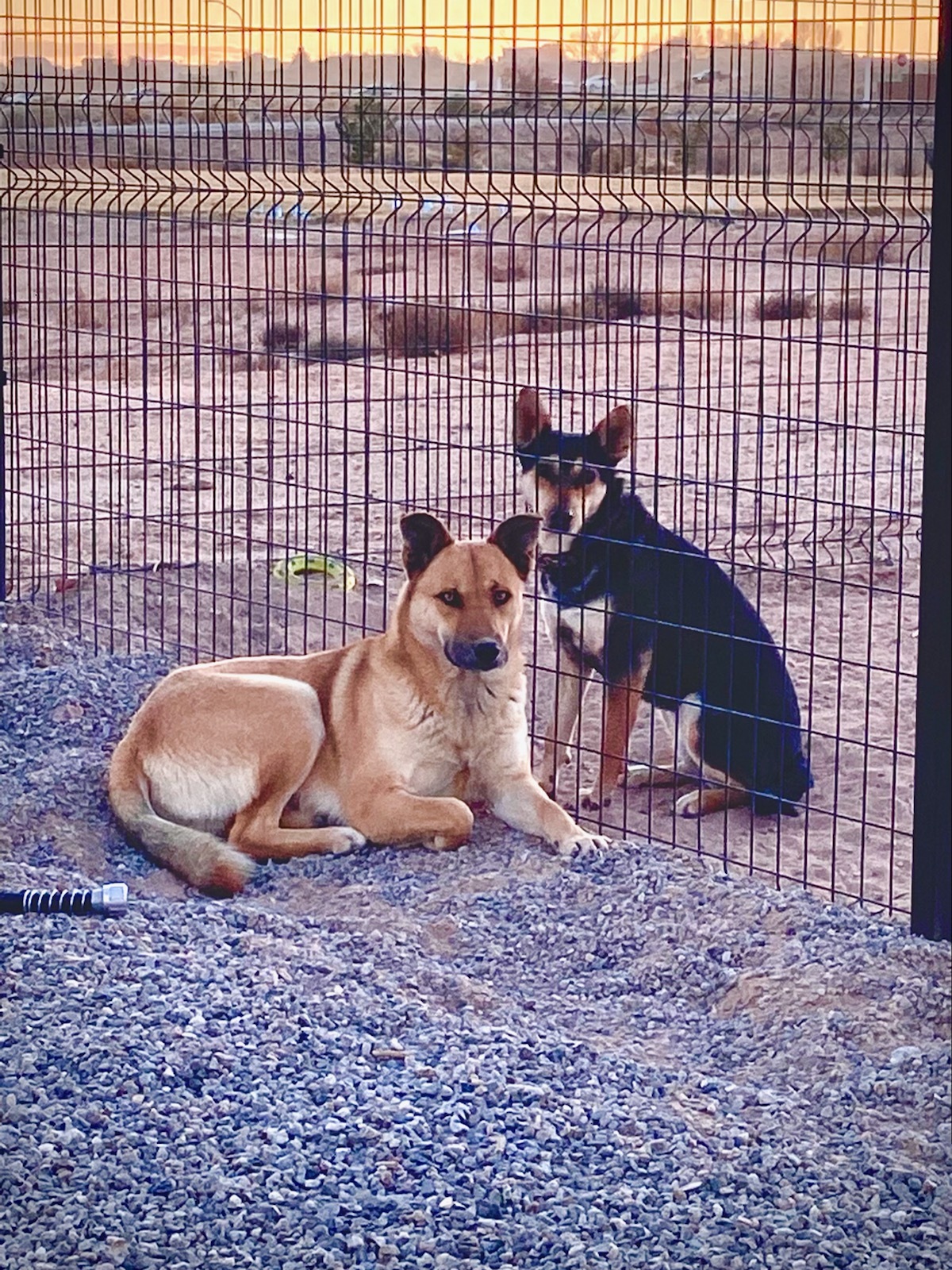 Scooby Doo, an adoptable Shepherd in Bernalillo, NM, 87004 | Photo Image 3