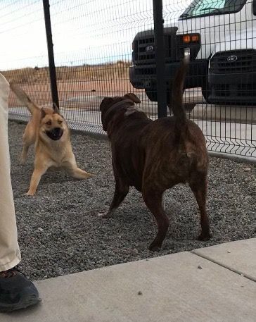 Scooby Doo, an adoptable Shepherd in Bernalillo, NM, 87004 | Photo Image 4