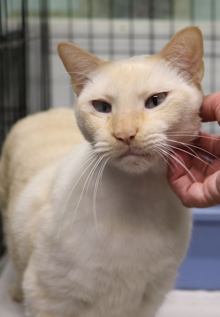 Cat For Adoption Squiggy A Domestic Short Hair In Reeds Spring Mo Petfinder