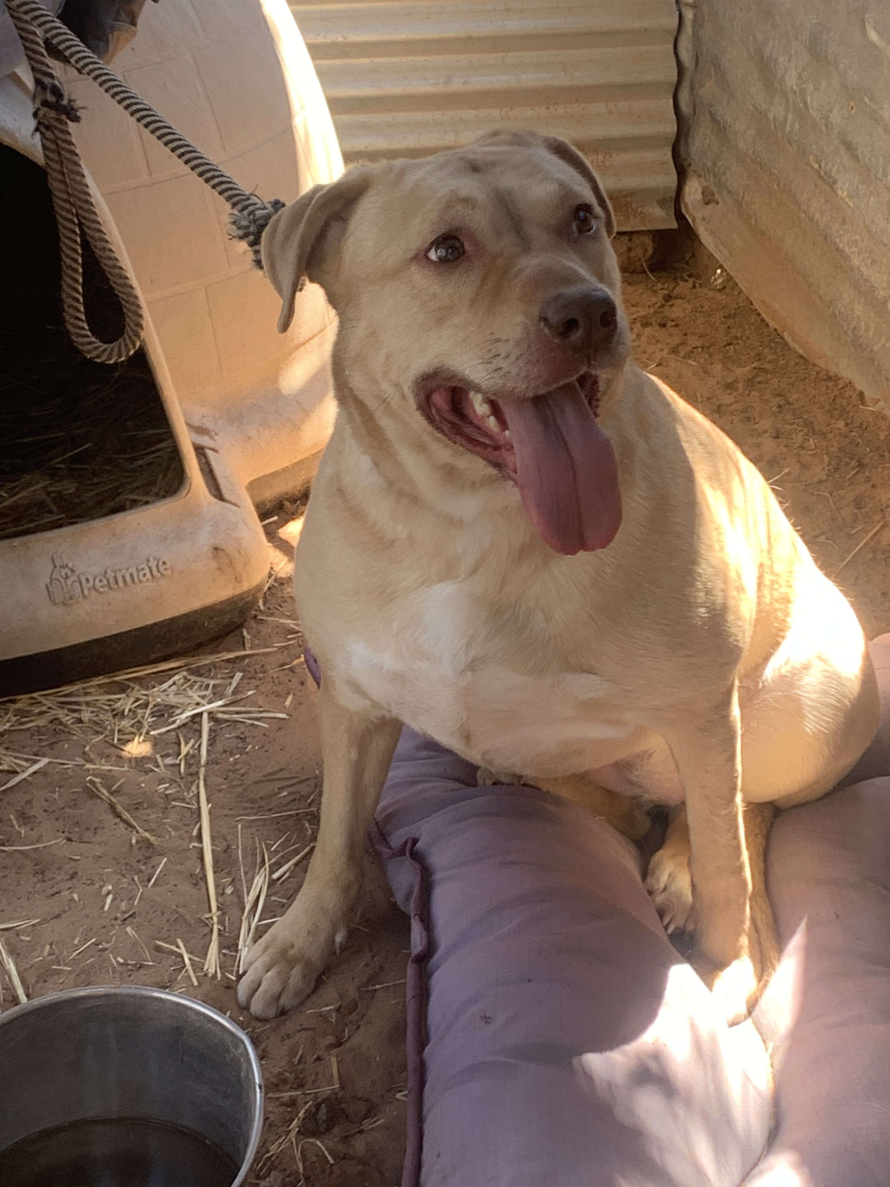 Rasalie, an adoptable Pit Bull Terrier, Labrador Retriever in Albuquerque, NM, 87107 | Photo Image 2