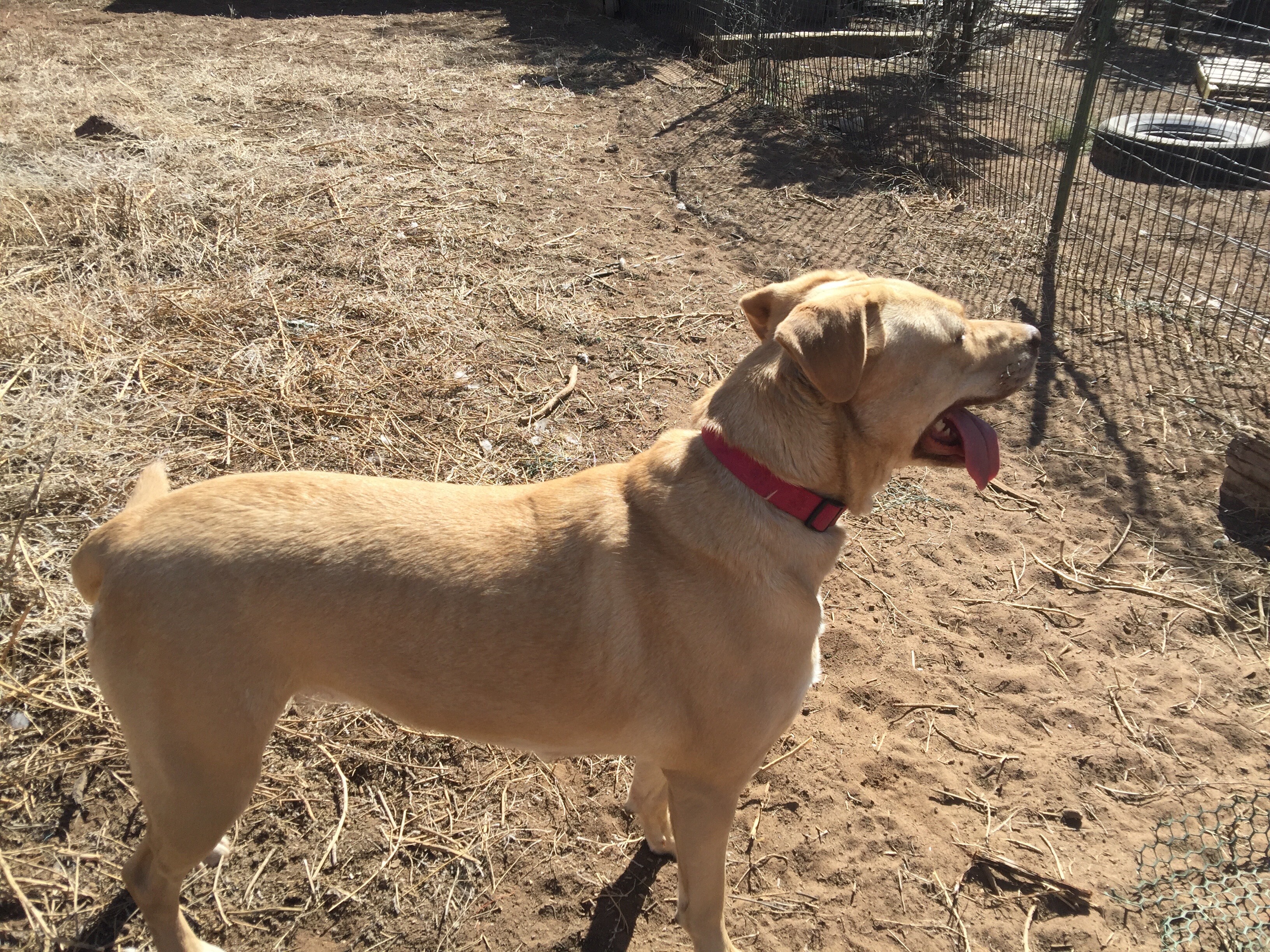 Rasalie, an adoptable Pit Bull Terrier, Labrador Retriever in Albuquerque, NM, 87107 | Photo Image 3